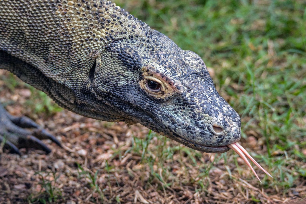 Komodo dragon