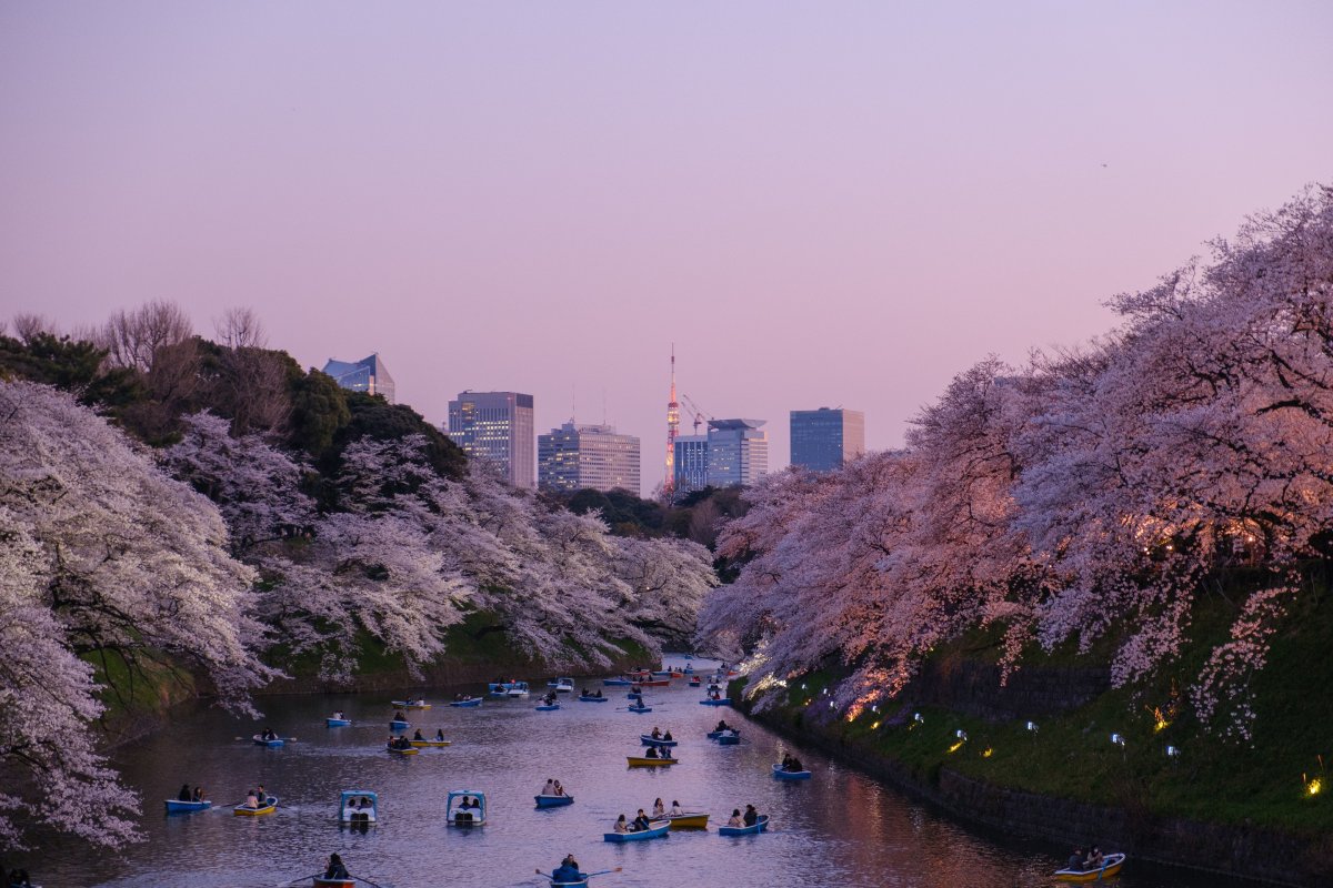 Japan's famed cherry blossoms.